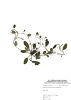 藏品(臺灣附地草)的圖片